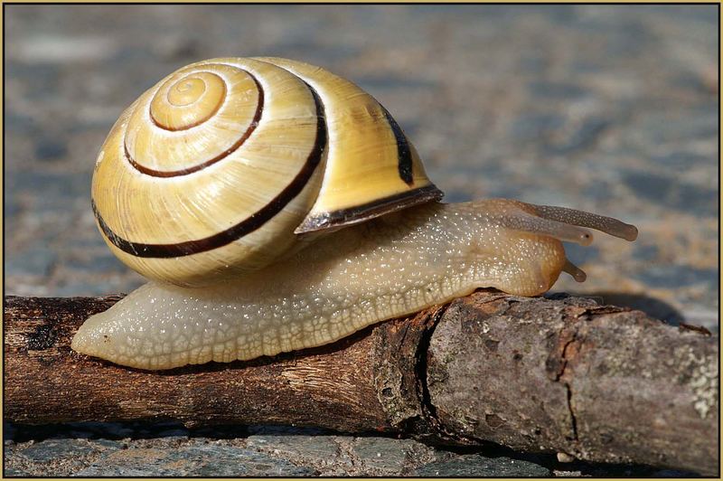 Schnecke1