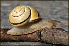 Schnecke1