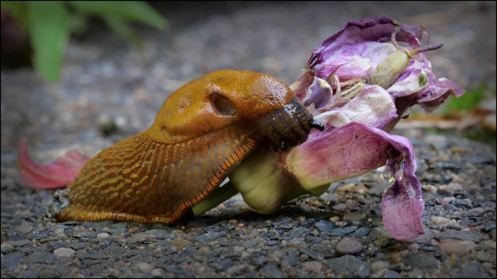 Schnecke2