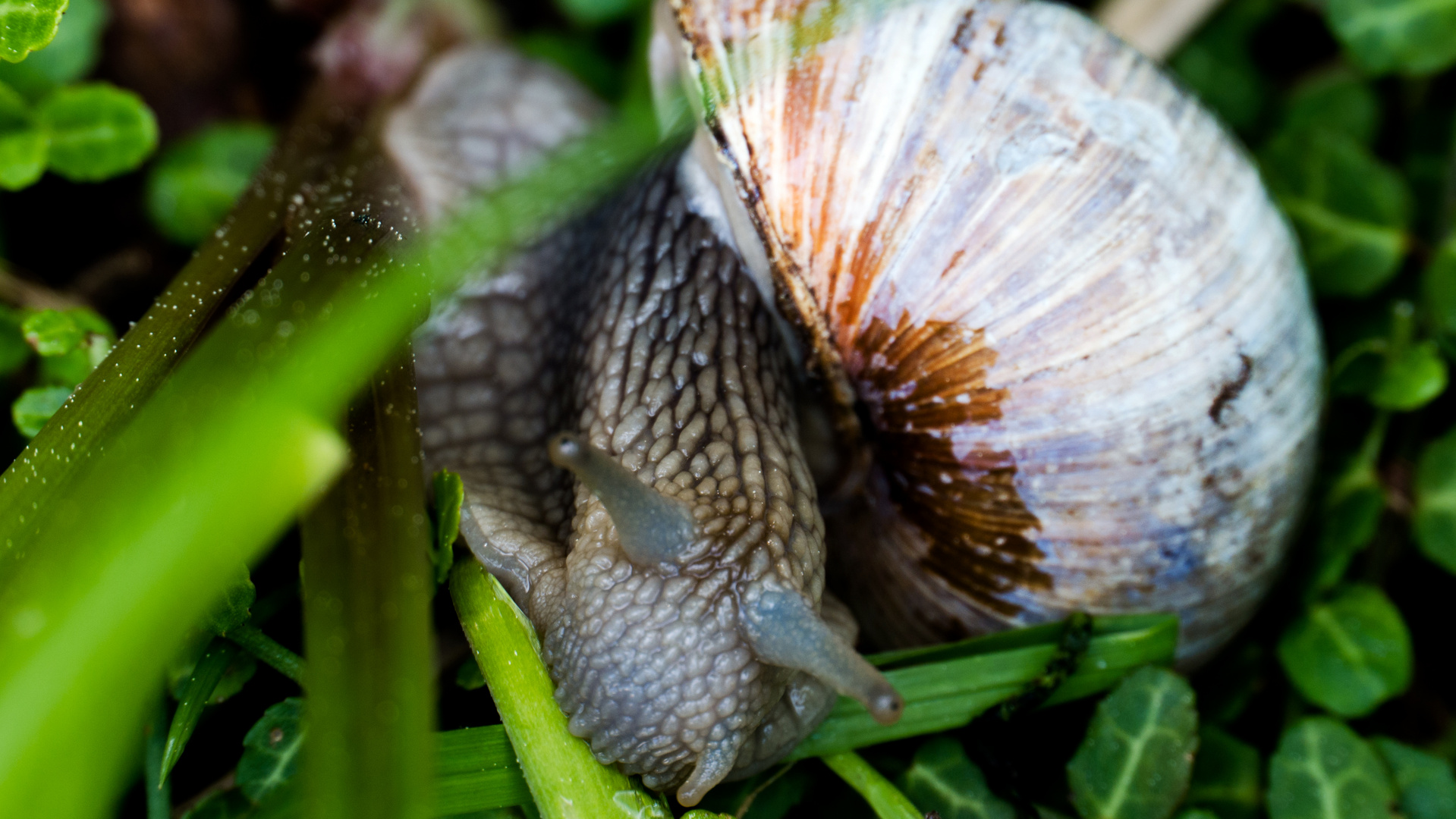 Schnecke_2017