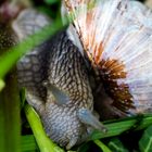 Schnecke_2017