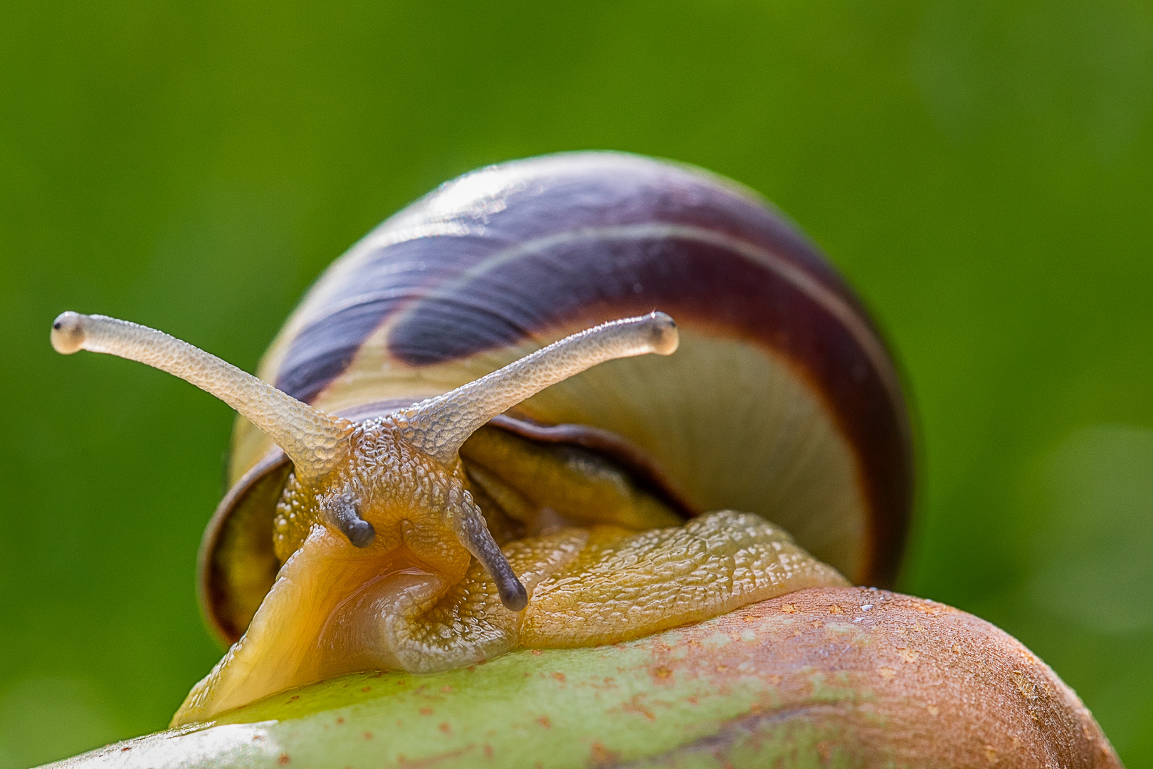 Schnecke_3_ps