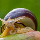 Schnecke_3_ps