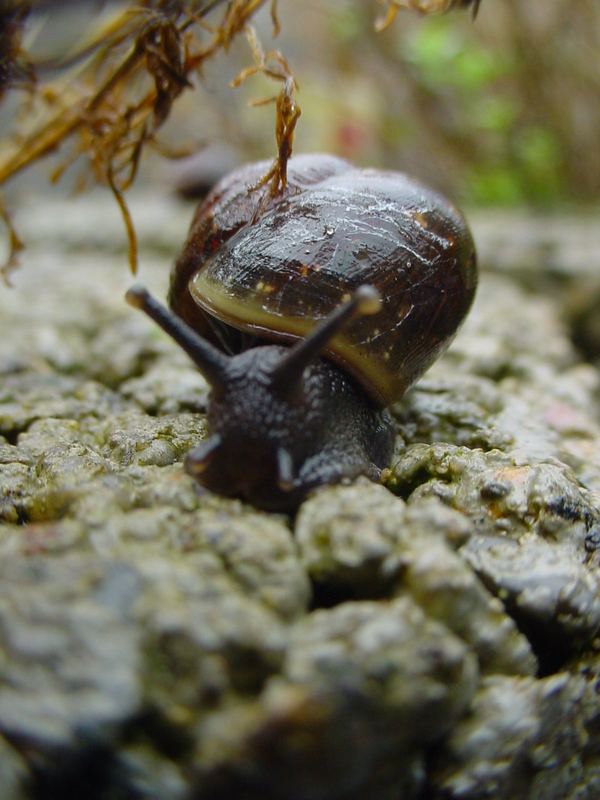 Schnecke4