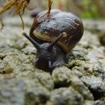 Schnecke4