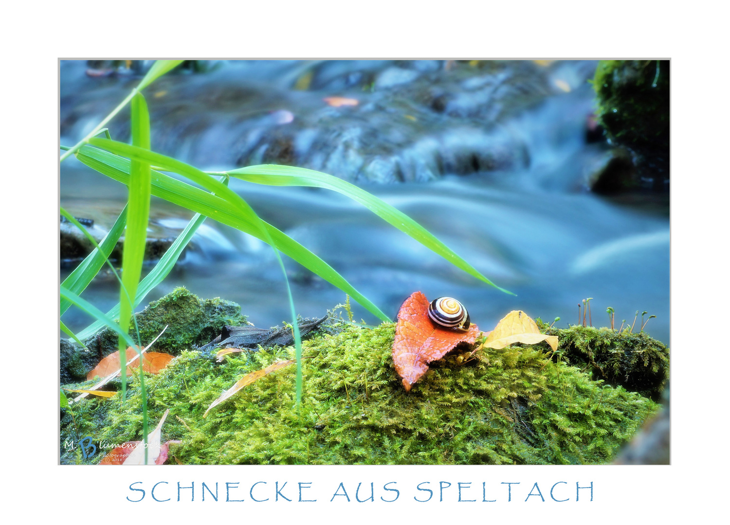 SCHNECKE_AUS_SPELTACH