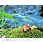 SCHNECKE_AUS_SPELTACH