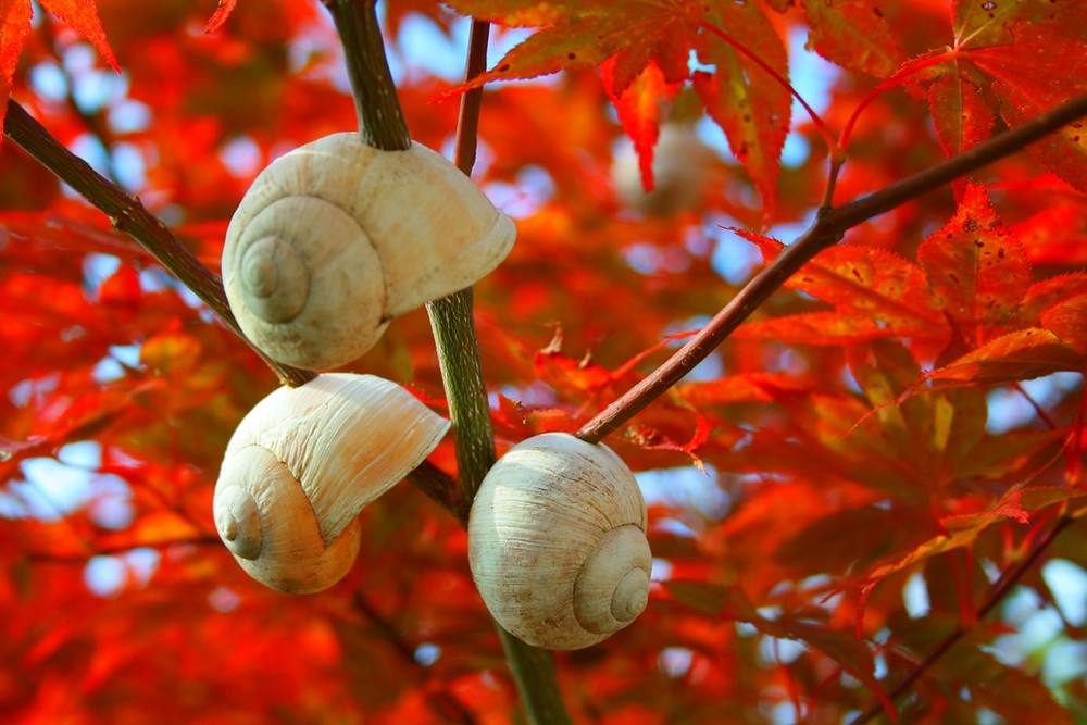 Schneckebaum