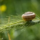 Schneckehaus auf eine Ähre