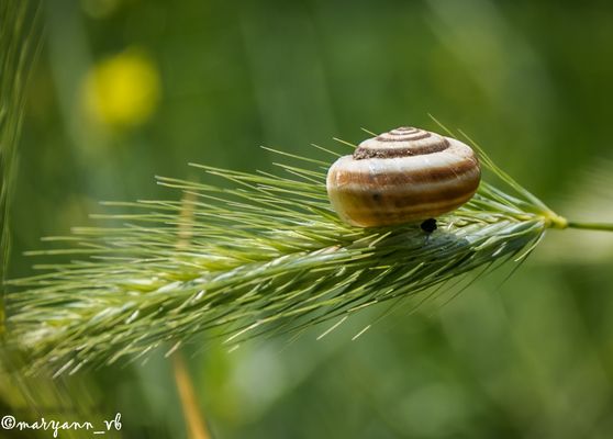 Schneckehaus auf eine Ähre