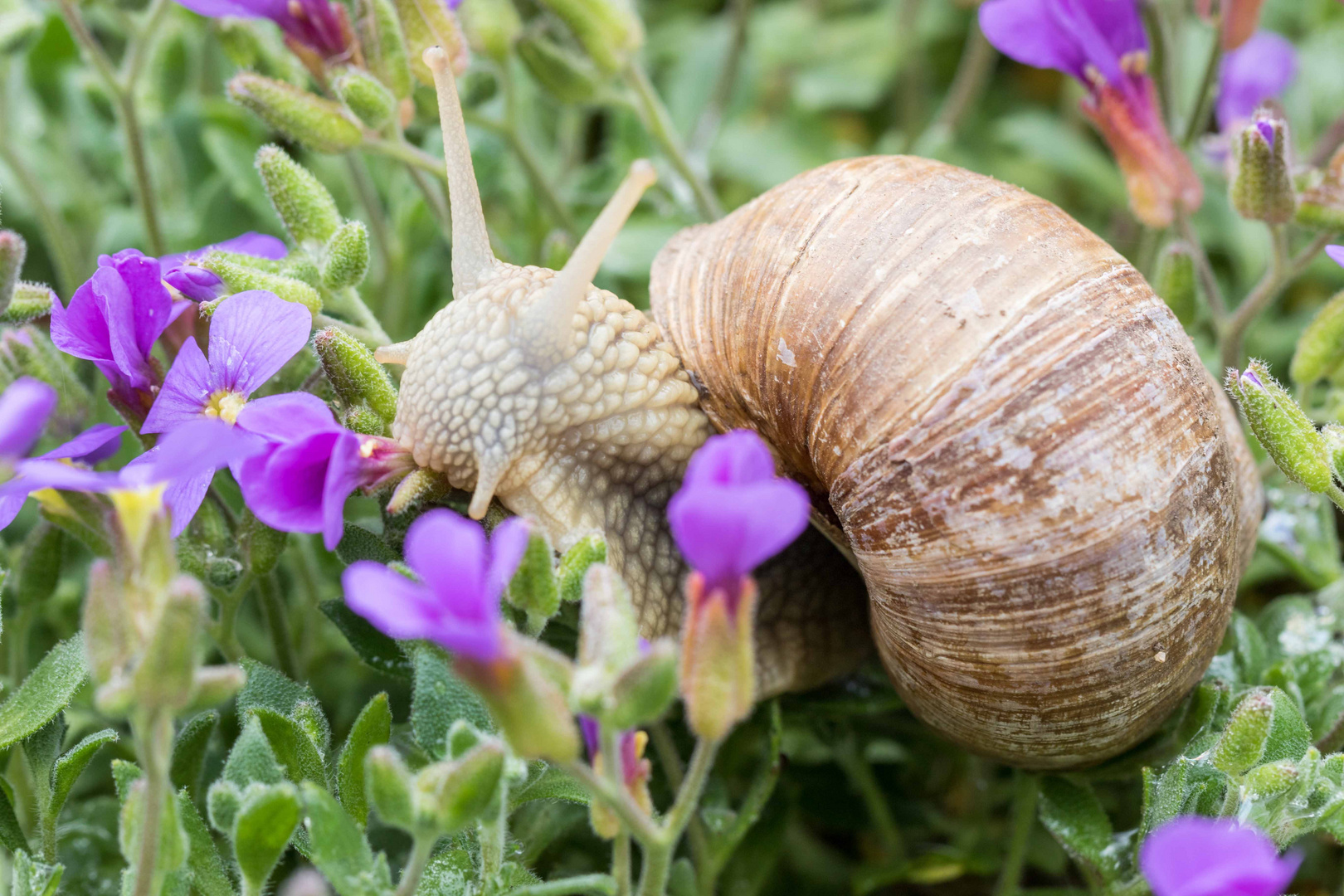 Schnecke_Makro