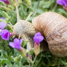 Schnecke_Makro