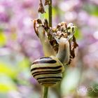 Schnecken-20180525-22765