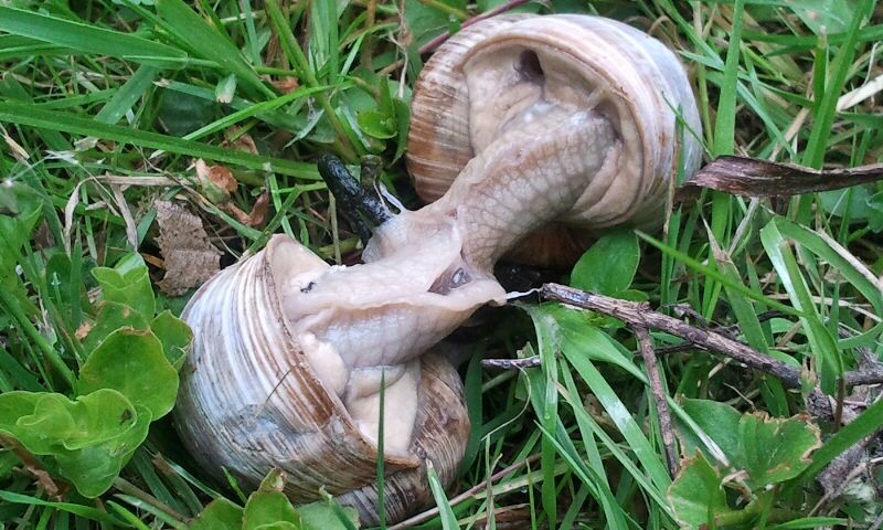 Schnecken