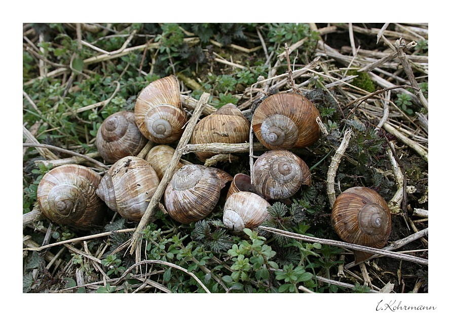 Schnecken