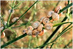 Schnecken