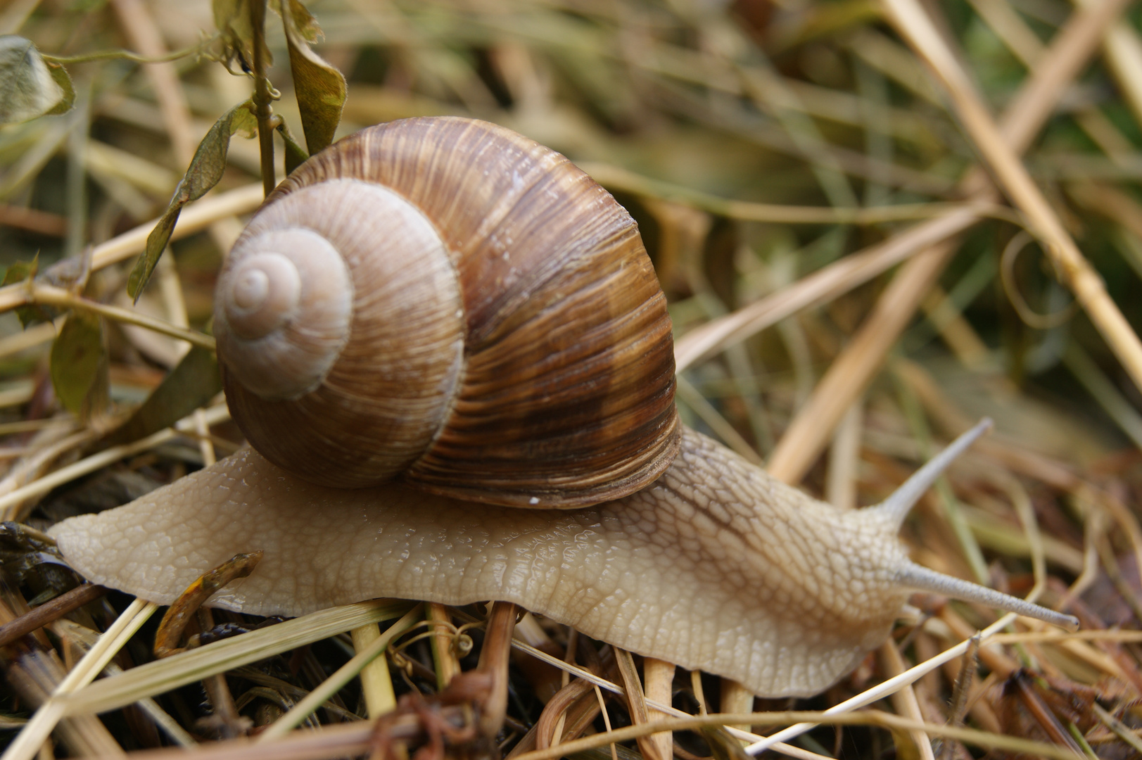 Schnecken