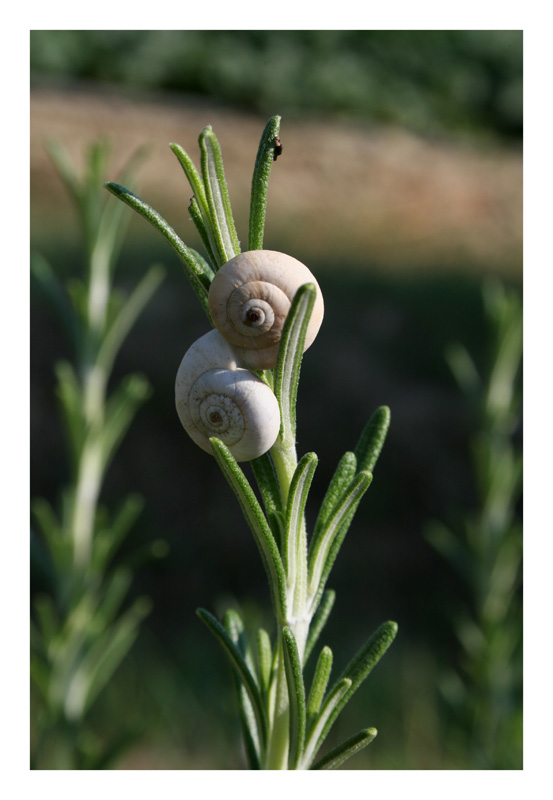 Schnecken