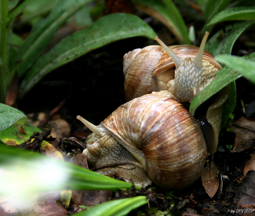 schnecken