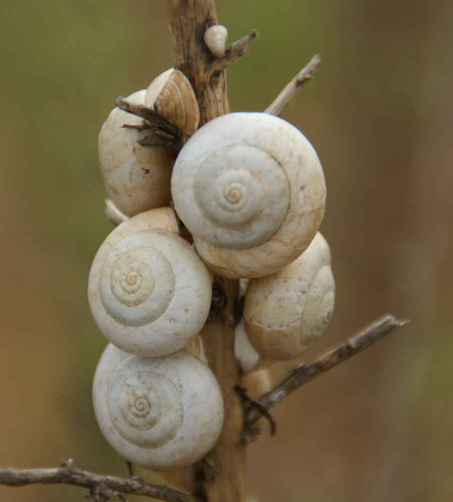 schnecken