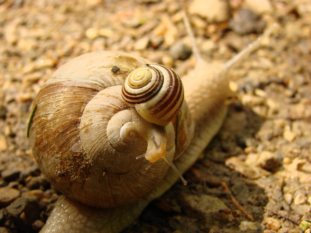 Schnecken