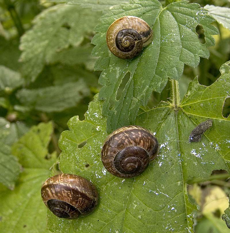 Schnecken