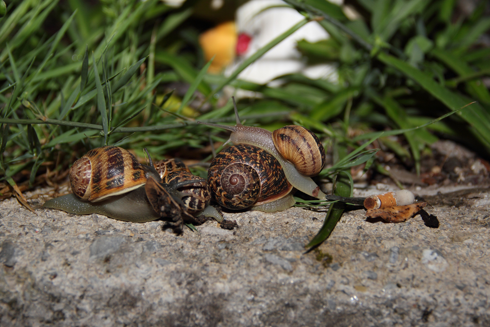 Schnecken