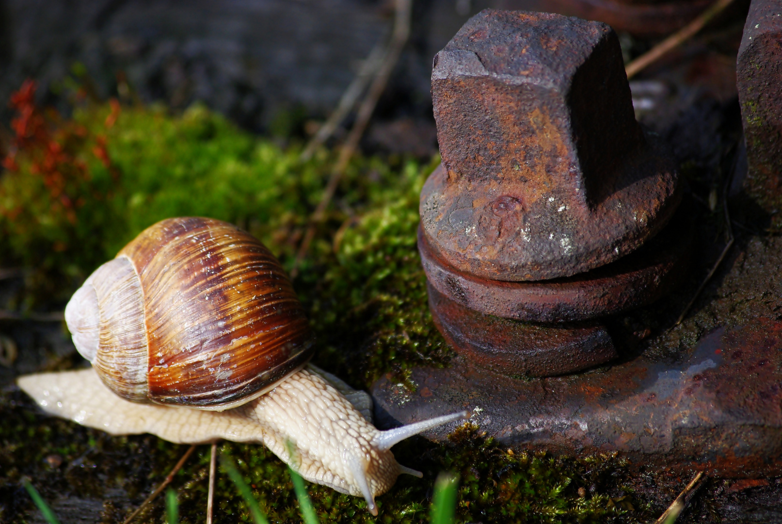 Schnecken