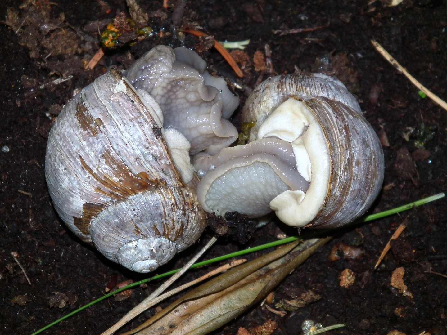 Schnecken