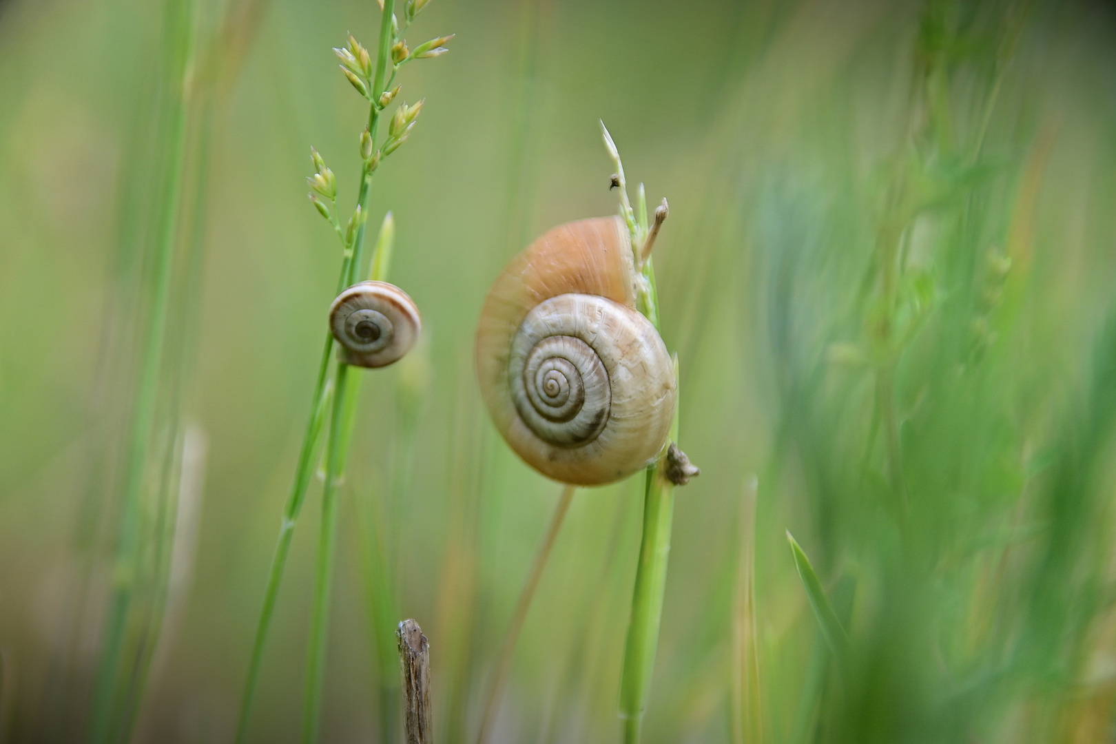 Schnecken