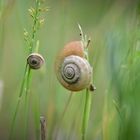 Schnecken