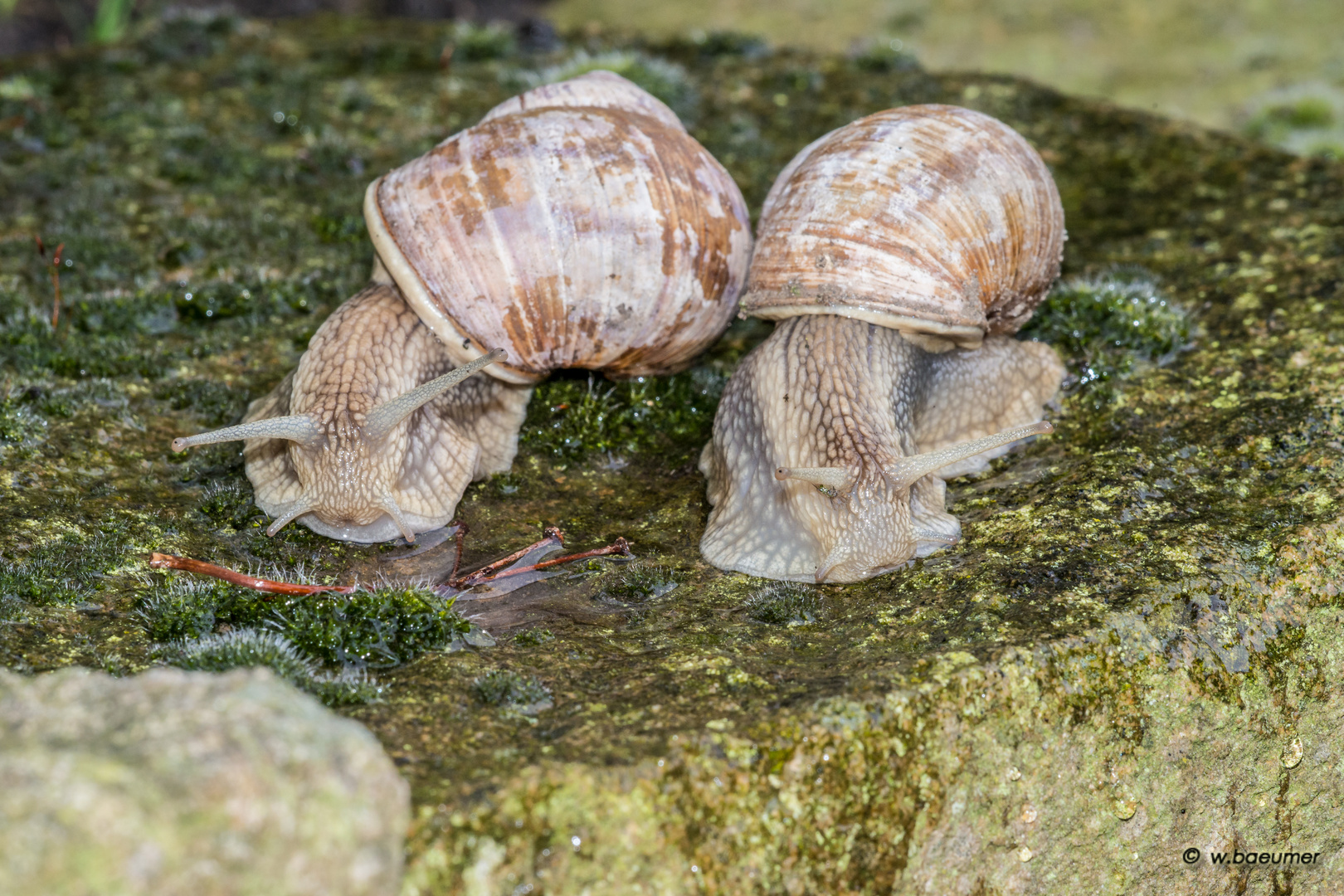 Schnecken