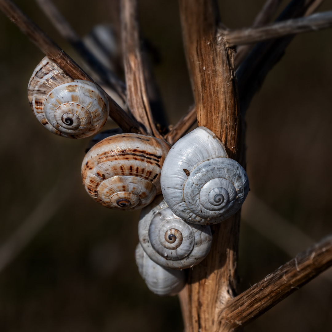 Schnecken