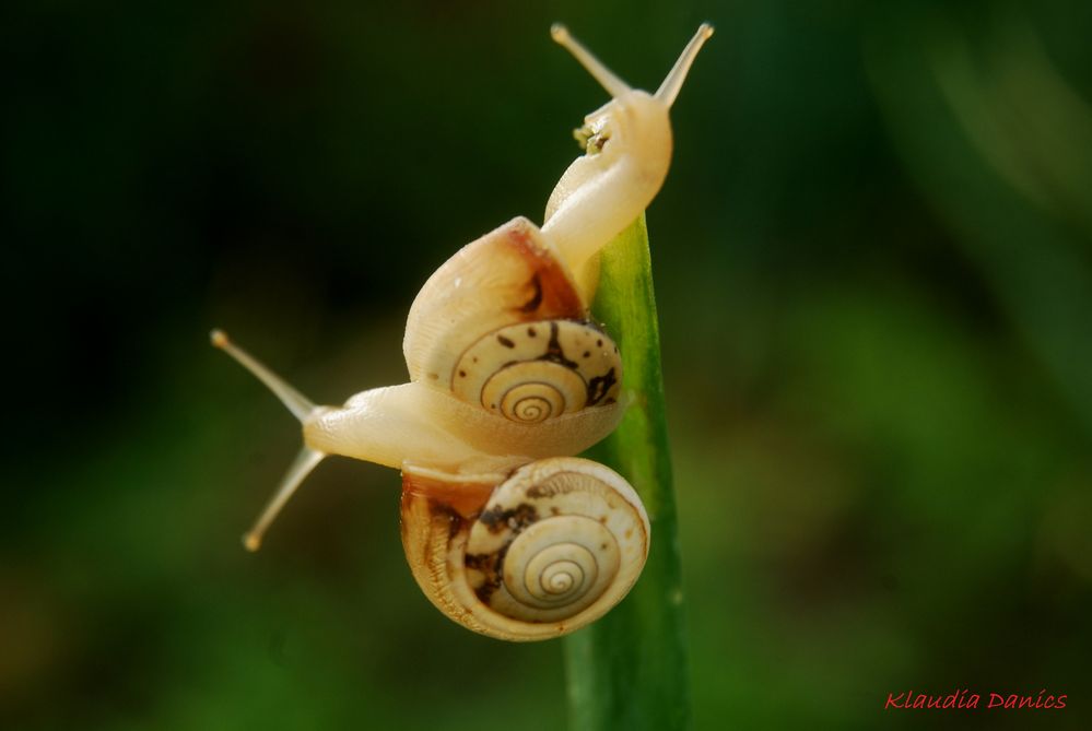 Schnecken