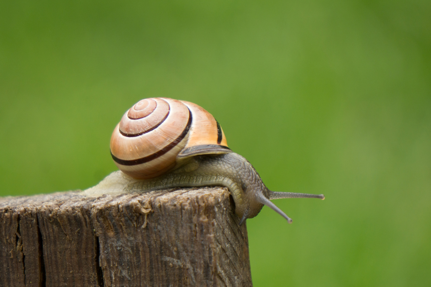 Schnecken