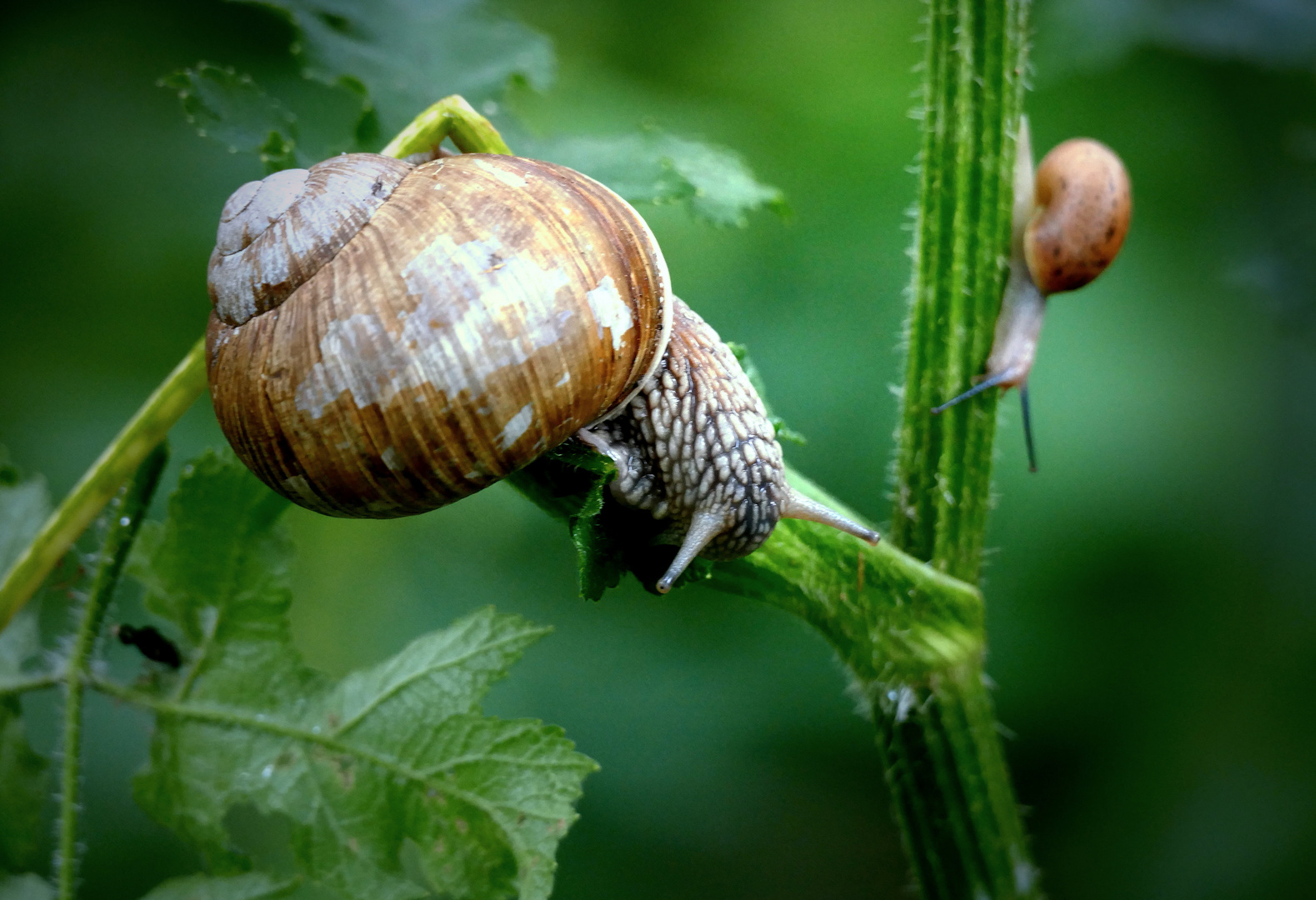 Schnecken