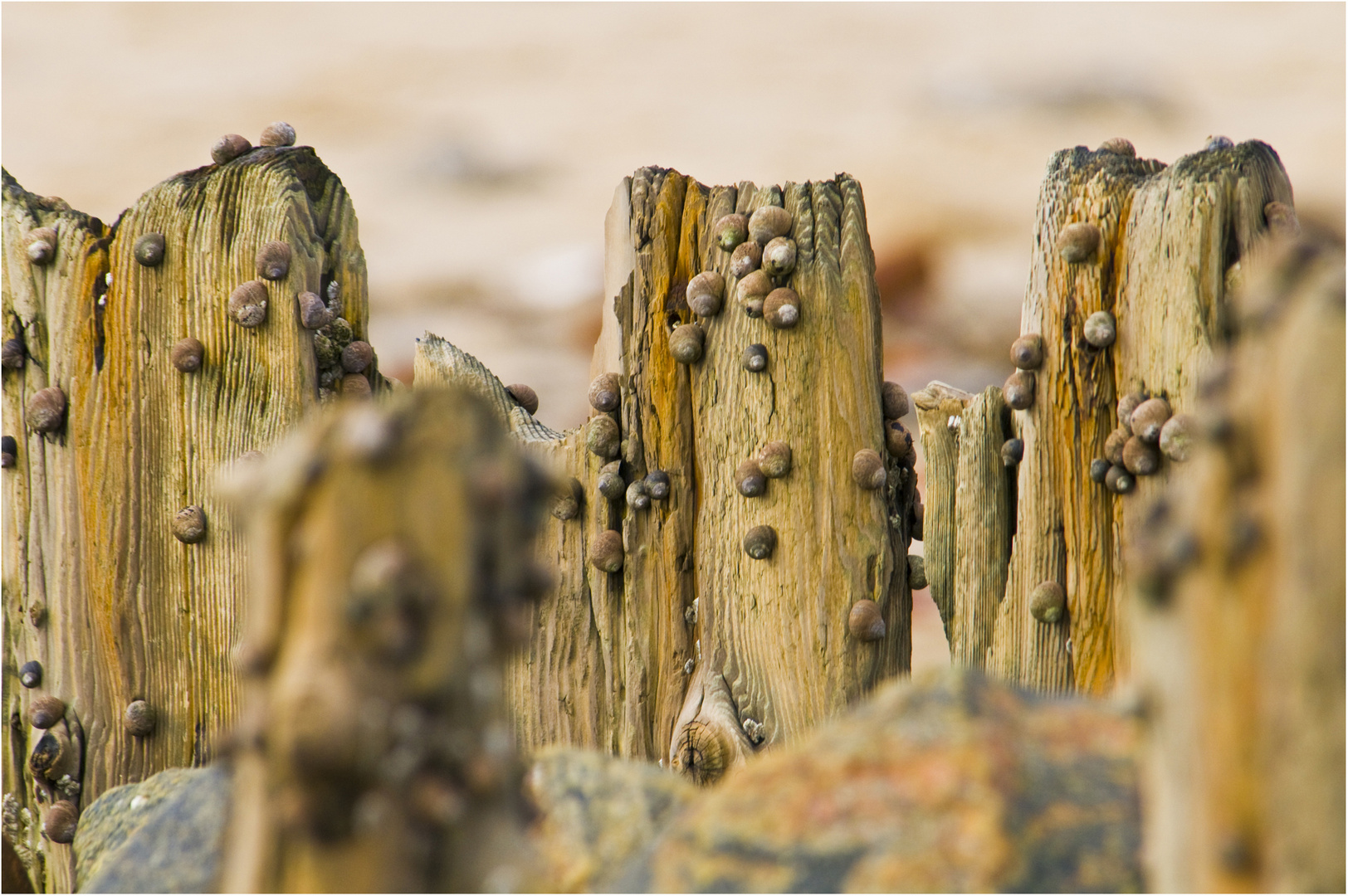 Schnecken am Holz