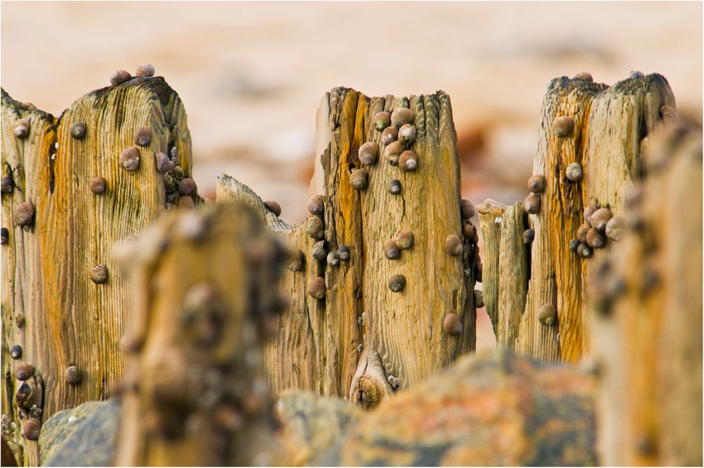 Schnecken am Holz