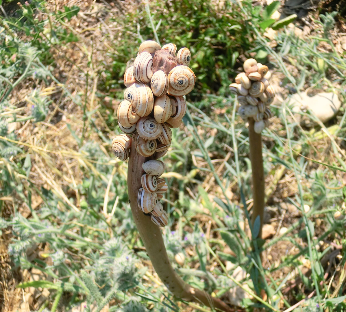 Schnecken am Spieß