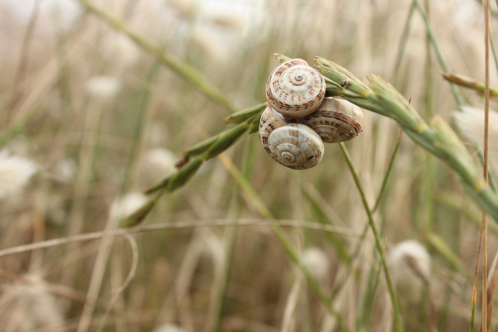 Schnecken am Strand