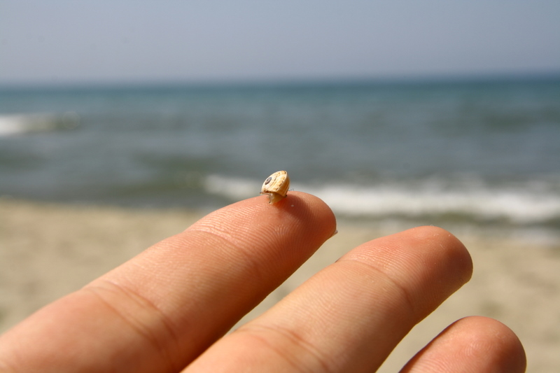 Schnecken am Strand