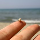 Schnecken am Strand