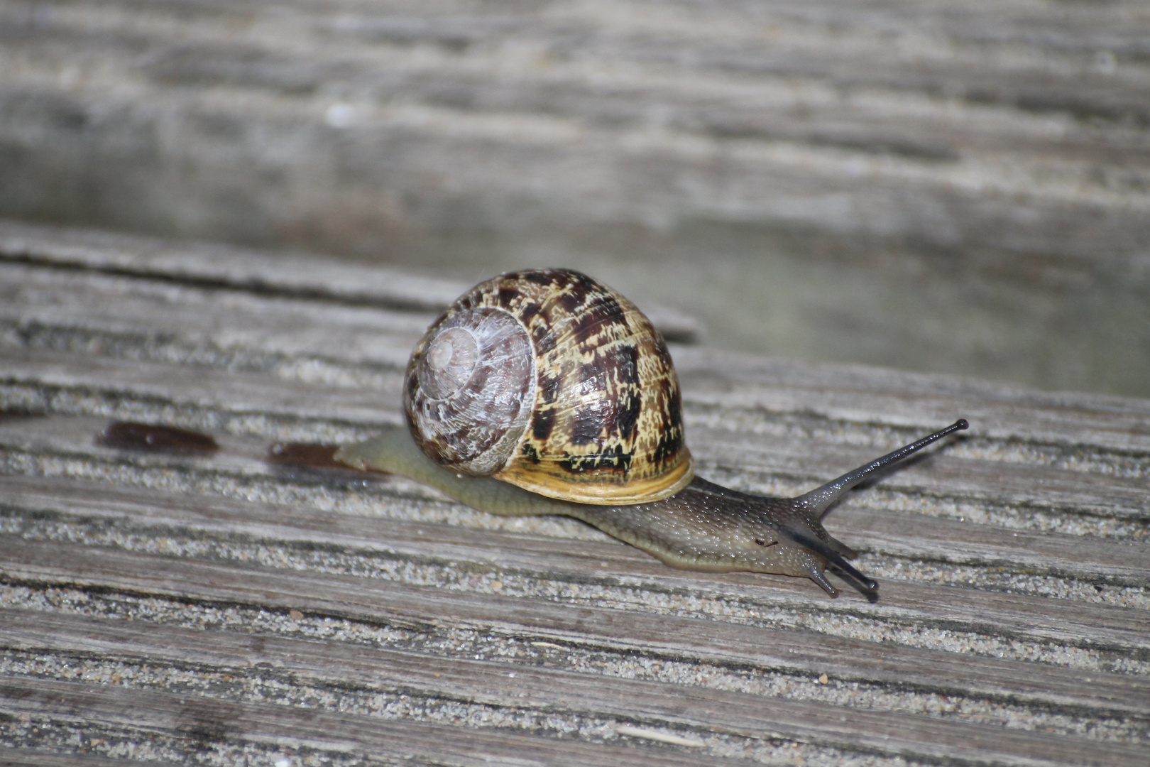 Schnecken am Strand !!