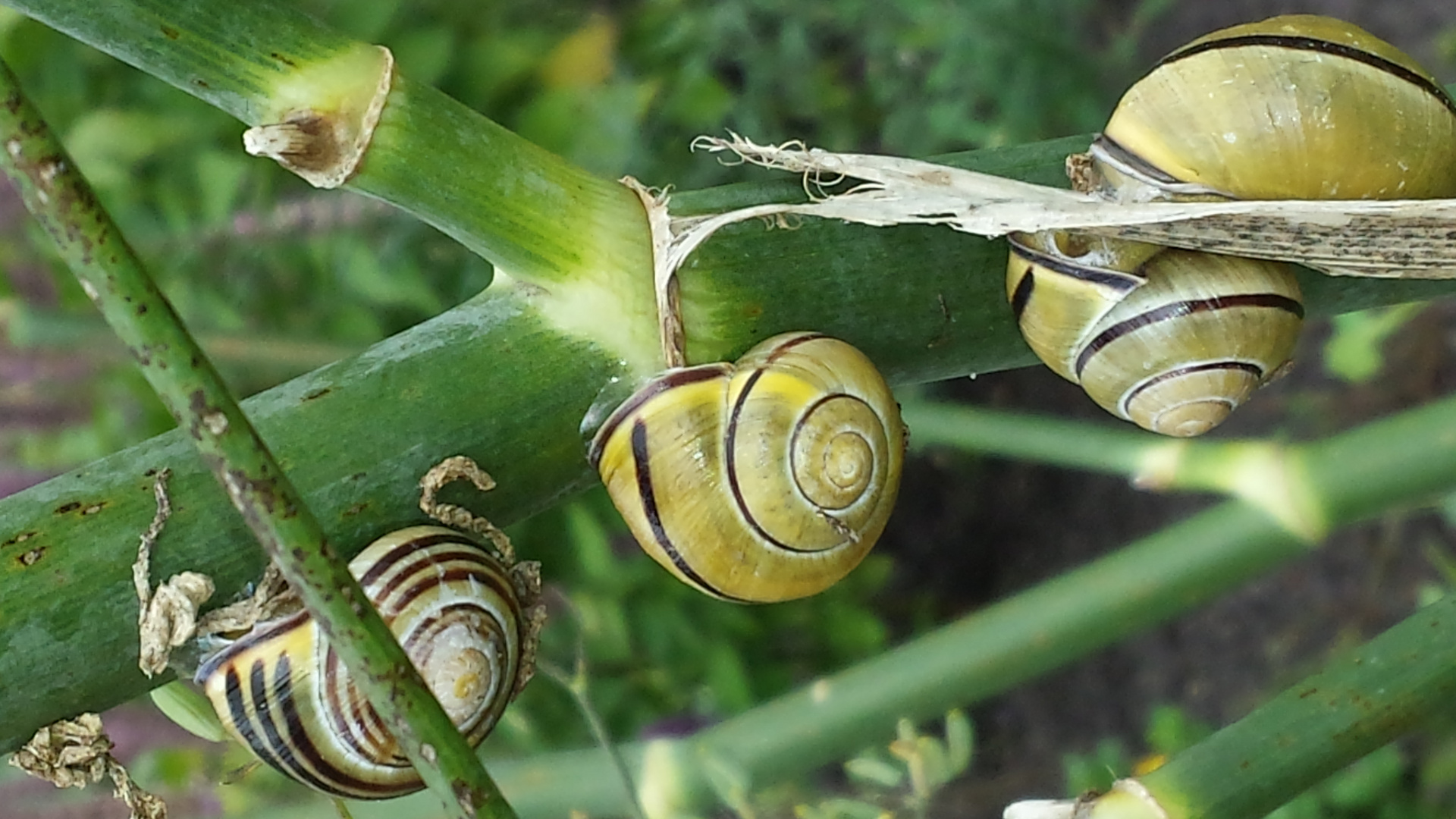 Schnecken an Fenchel