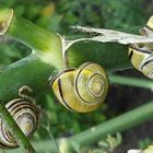 Schnecken an Fenchel