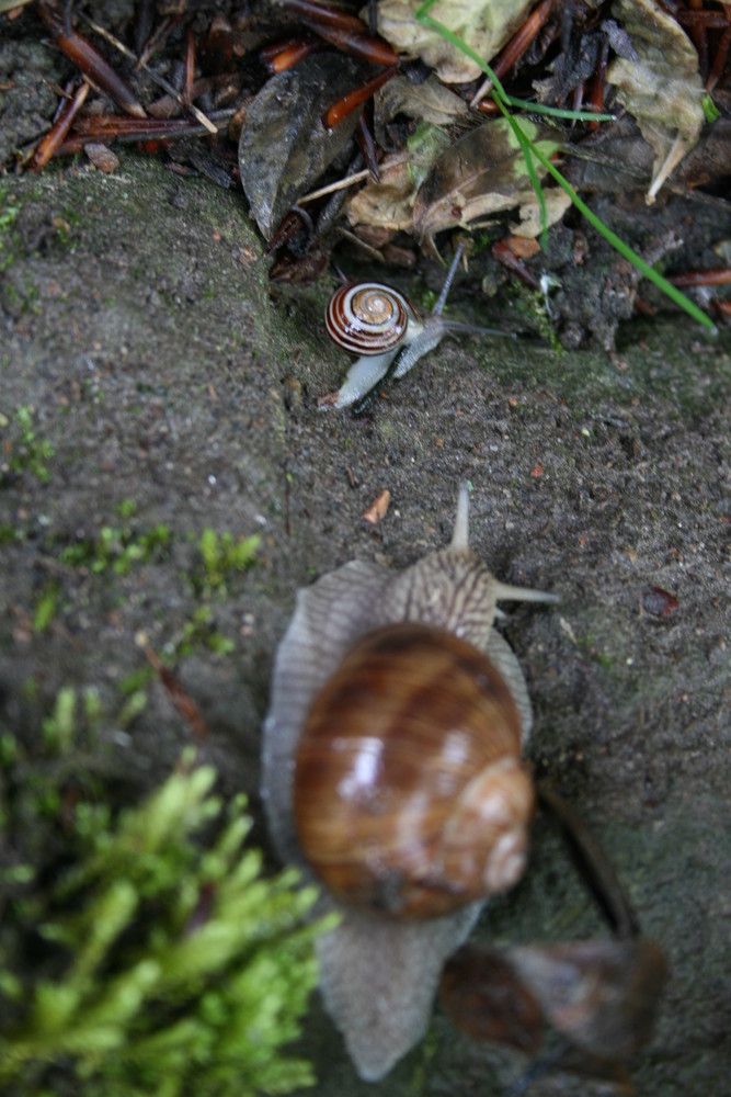 Schnecken auf Wanderschaft