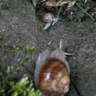 Schnecken auf Wanderschaft