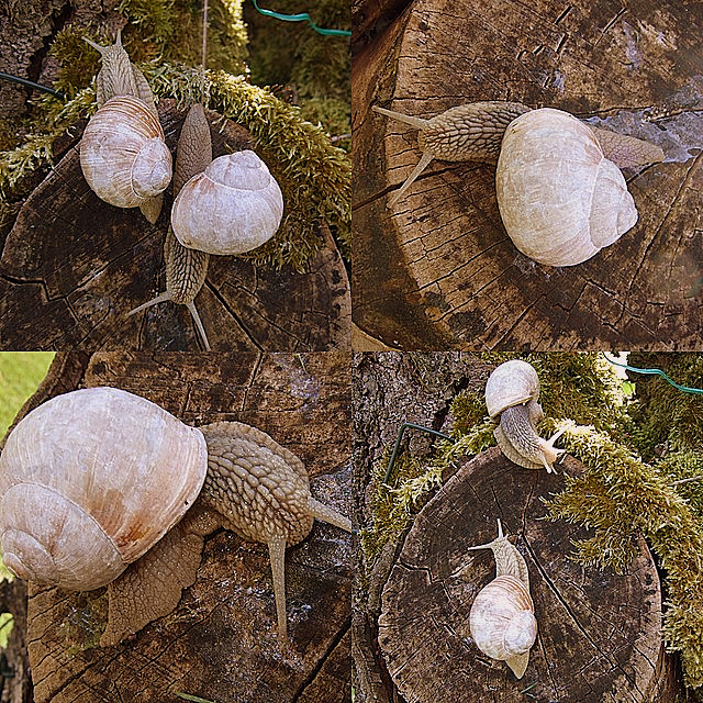 Schnecken auf Wanderschaft