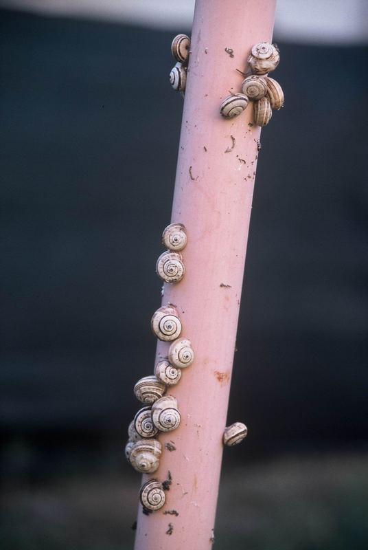 schnecken aufmarsch