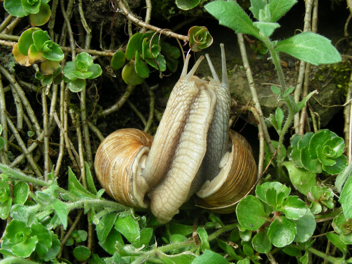 Schnecken bei der Paarung